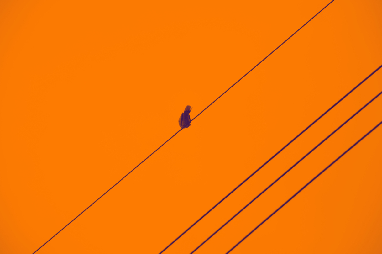 birdlines project orange